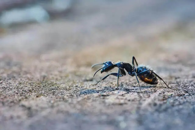 hormiga caminando por el suelo