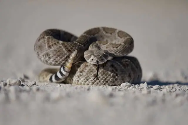 serpiente de cascabel envuelta tirada en la arena
