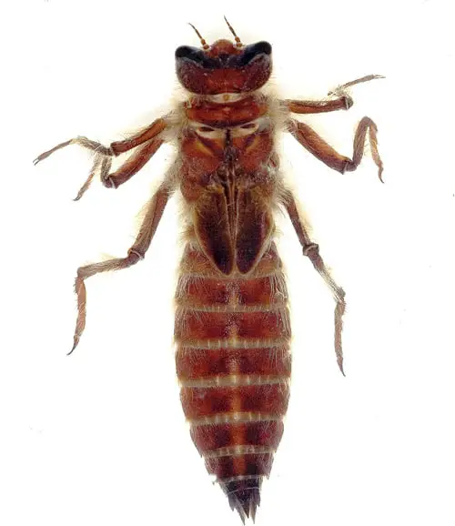 Larva de Neopetalia punctata