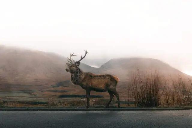 ciervo en la carretera bajo un cielo gris