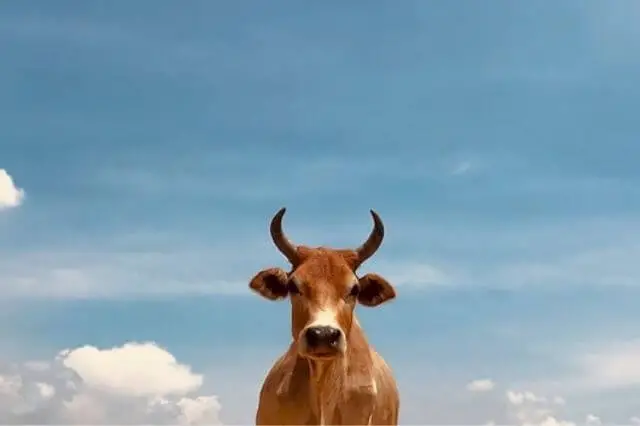 vaca marrón bajo el cielo azul