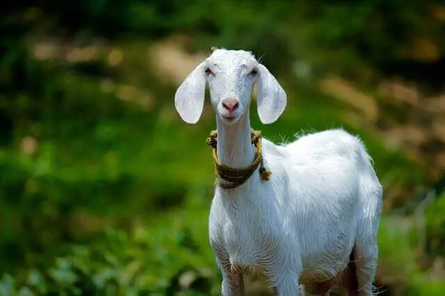 cabra blanca con orejas grandes de pie sobre una hierba verde