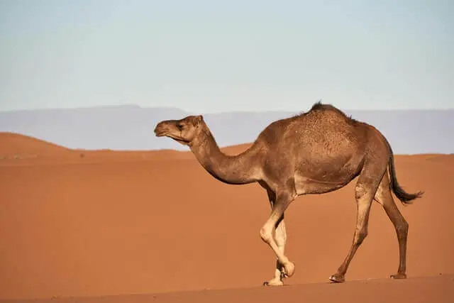 camello caminando en un desierto