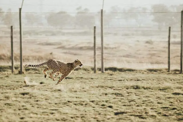 guepardo galopando en estado salvaje