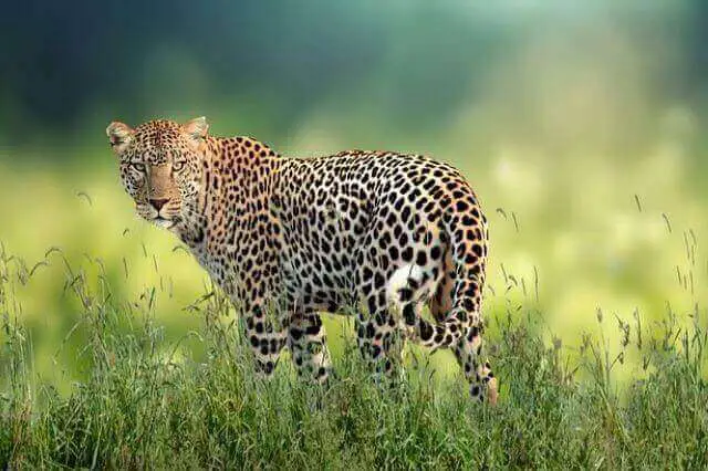 leopardo caminando sobre un campo de hierba