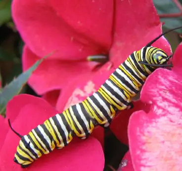 Orugas de la mariposa monarca