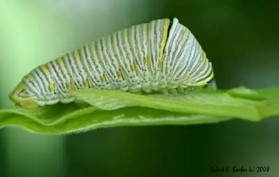 Oruga de mariposa cola de golondrina cebra