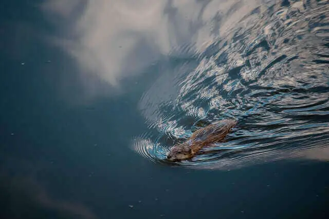 castor marrón nadando en el agua