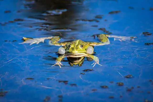 rana verde nadando en un agua azul