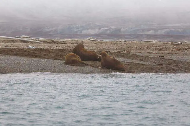 tres morsas descansando en la orilla