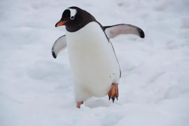 pingüino caminando por la nieve