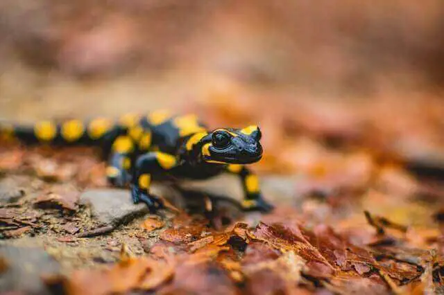 salamandra negra y amarilla caminando sobre hojas marrones