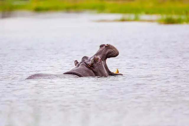 gran hipopótamo en el agua con la boca abierta