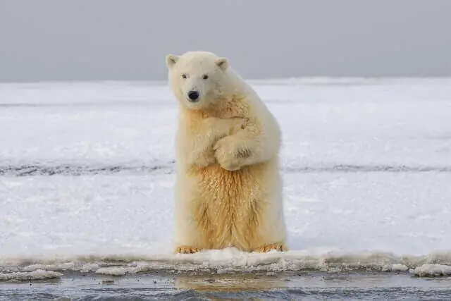oso polar de pie sobre las patas traseras cerca del agua