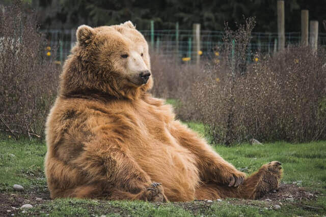 oso pardo sentado en una hierba