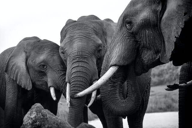 un grupo de tres elefantes
