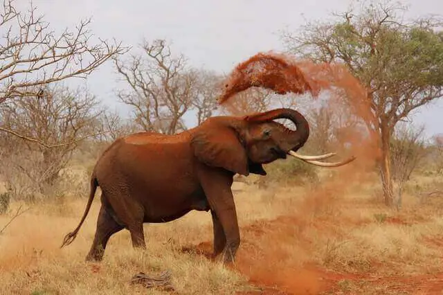 elefante tirando arena con colmillo