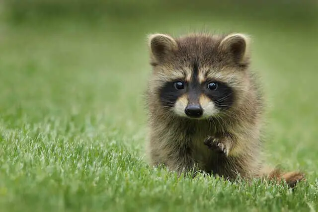 mapache joven caminando sobre una hierba