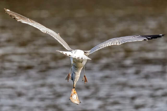gaviota sosteniendo peces mientras vuela