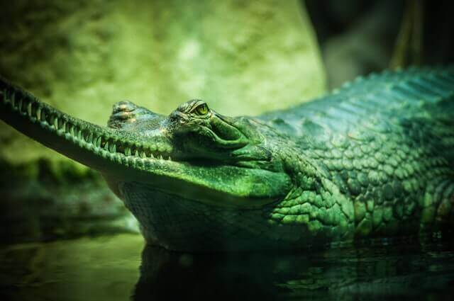 cocodrilo verde con un hocico largo