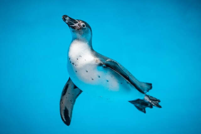 pingüino blanco y negro nadando bajo el agua
