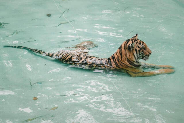 tigre descansando en el agua