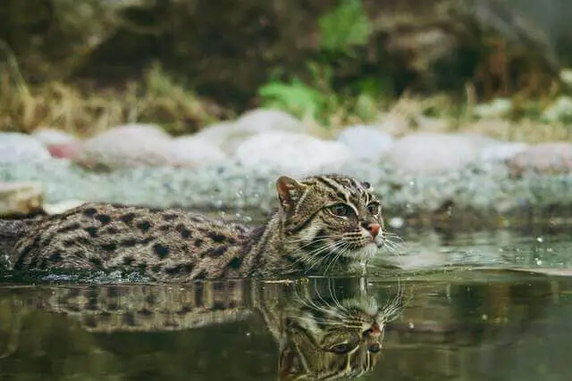 gato pescador caminando en el agua