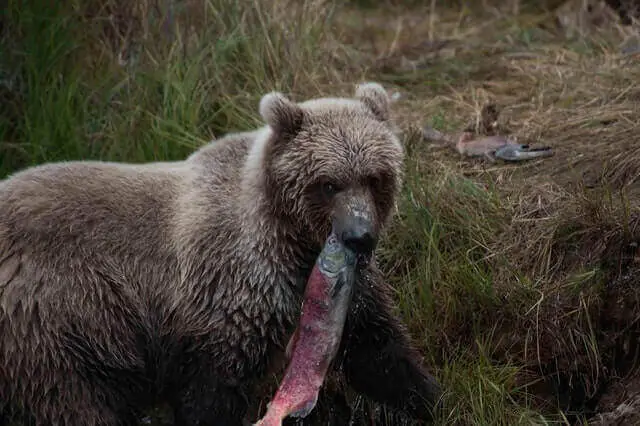oso pardo comiendo pescado
