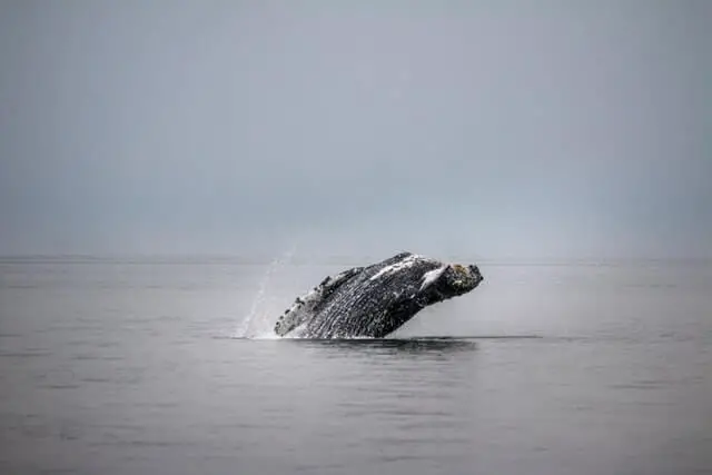 la ballena barbada saltando del agua