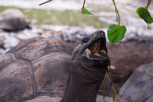 tortuga sin dientes recogiendo una hoja verde