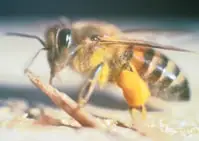 Asesino de abejas