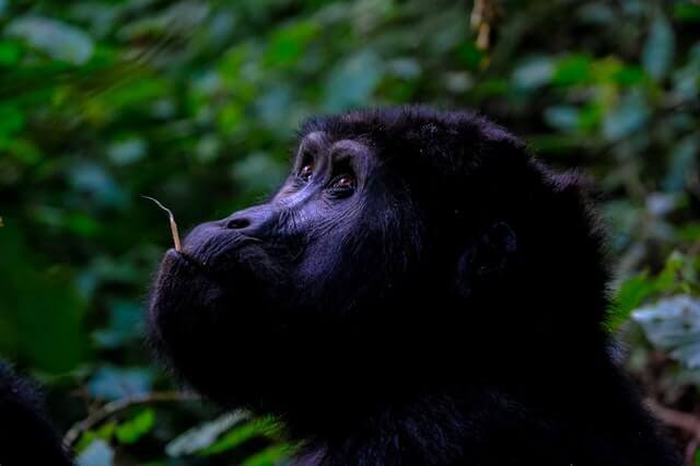 foto de primer plano del gorila negro