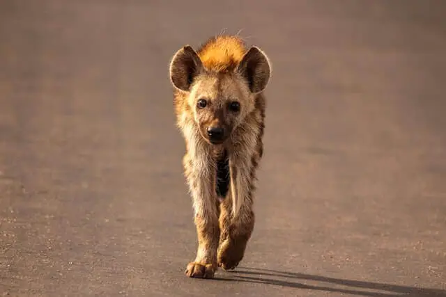 hiena caminando por la carretera