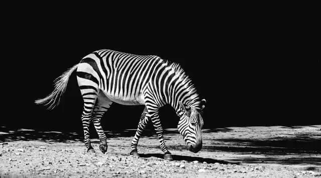 foto en escala de grises de una cebra en blanco y negro