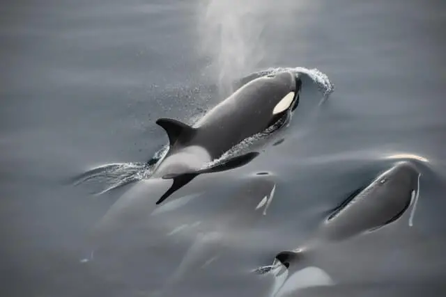 dos orcas nadando