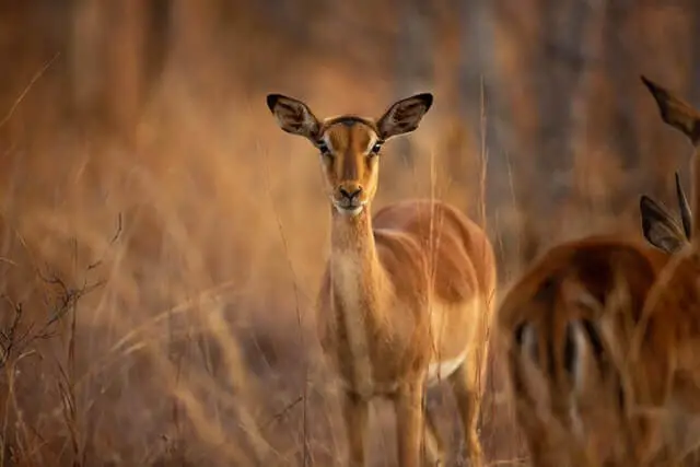 impala marrón parado en un campo marrón