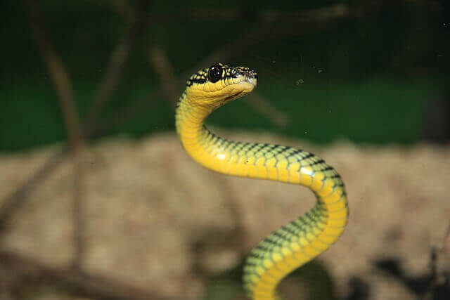 gran serpiente mamba verde