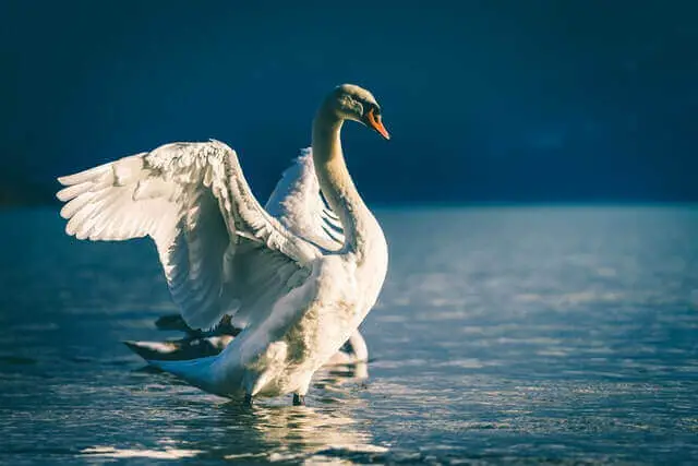 cisne blanco extendiendo sus alas en el agua
