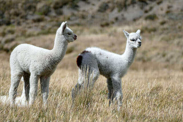 dos jóvenes alpacas blancas de pie sobre una hierba marrón