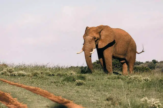 el elefante marrón parado en un campo de hierba