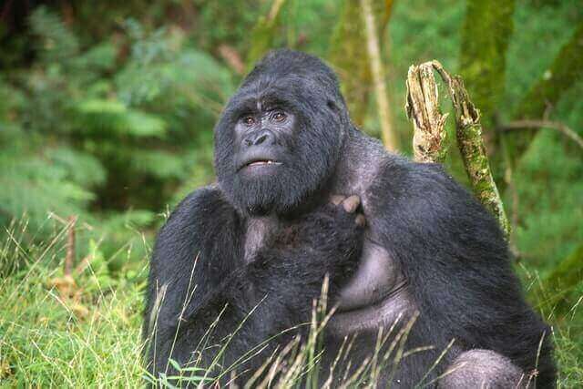 gorila de montaña sentado en una hierba