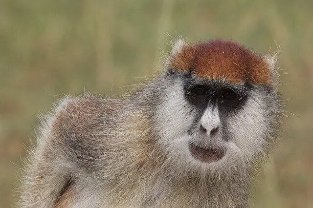 mono gris con frente marrón