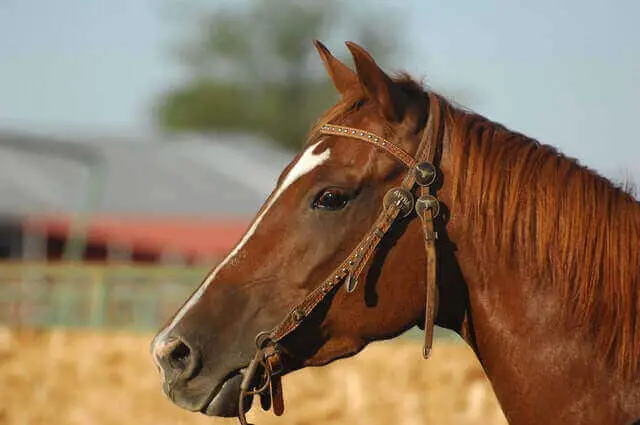 un caballo marrón con melena marrón