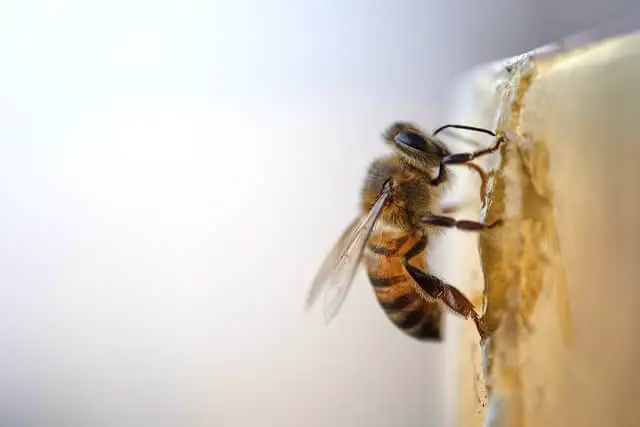 abeja sobre una superficie blanca