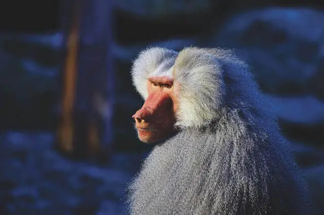 babuino blanco mirando hacia un lado