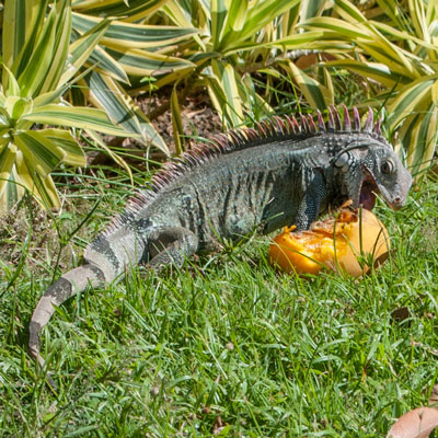 iguana comiendo fruta