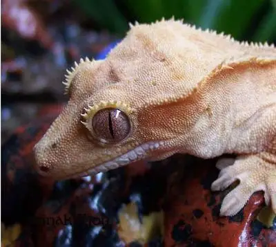 Gecko con cresta