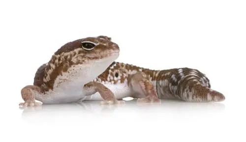 Gecko africano de cola gorda