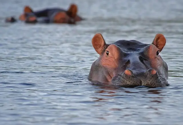 un gran hipopótamo en el agua