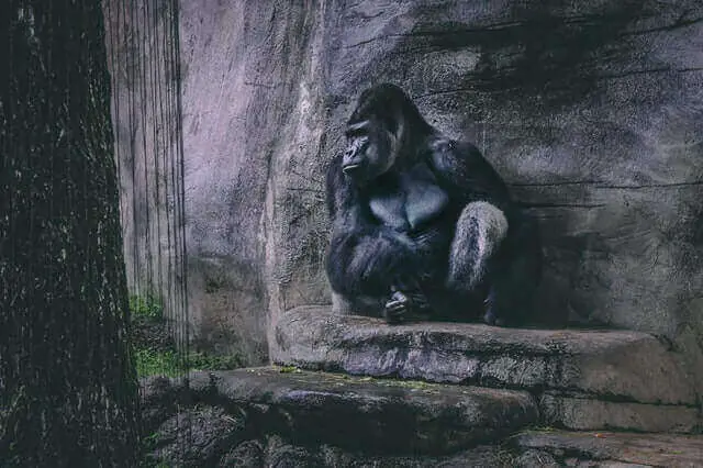 un gran gorila negro sentado en una cueva